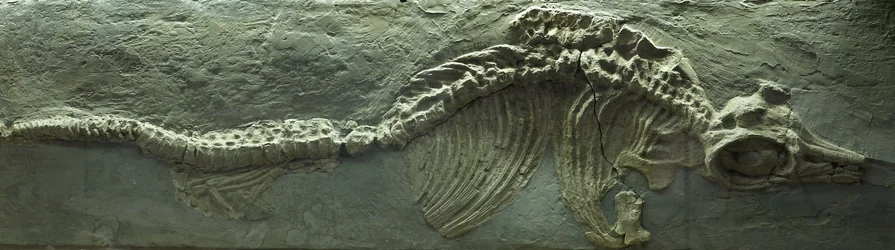 Ichthyosaurus Fossiel, Jura (Lias) periode