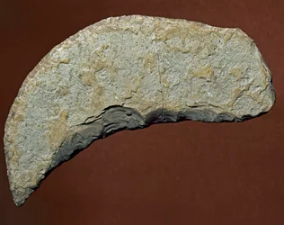 Prehistorie: hakwerktuig van steen uit de Køkkenmøddinger-cultuur, Denemarken. Paleolithicum. Verona, Museo Civico di Storia Naturale, Italië