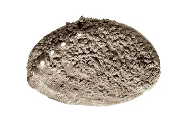 Prehistorische kunst: schelp fossiel. Uit de grot van La Riera, Barcelona