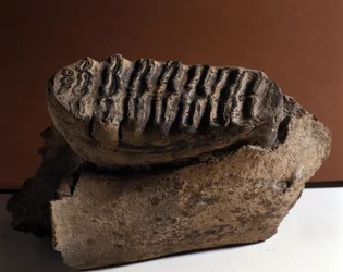 Prehistorie: Elephas tand, enorme olifant. Tijdperk van het Cenozoïcum, Pliocene periode. gevonden in Manndorf, Oostenrijk