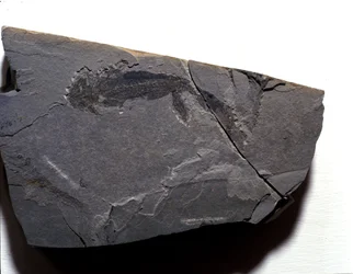 Prehistorie: Perm-periode, paleozoïcum. Branchiosaurus (Brachiopode) fossiel. Gevonden in Rotliegen in Duitsland