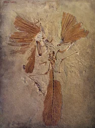 Prehistorie: archeopteryx fossiel