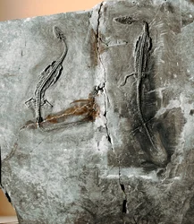 Prehistorie: dinosaurusfossiel pachycephalosaurus. Krijtperiode. Museo civico di storia naturale, Milaan