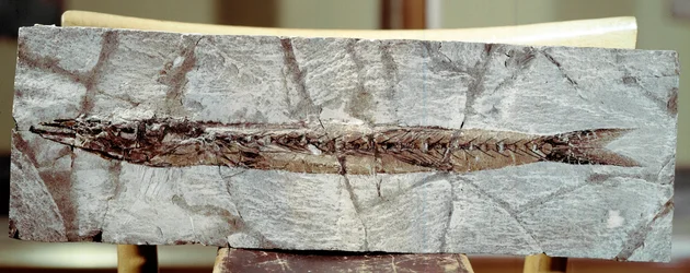 Prehistorie: visfossiel Sphyraena Bolcensis