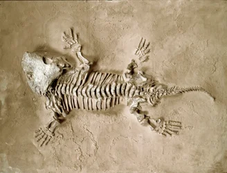 Prehistorie: fossiel van Seymouria Bayolorensis amfibische reptiel uit Texas, Verenigde Staten. Perm periode