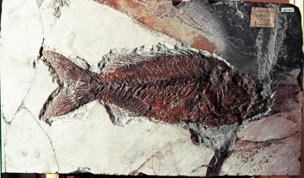 Prehistorie: fossiel van Sparnodus Elongatus vis van de site van Monte Bolca (Italië). Eoceen periode. Museo civico di storia naturale, Milaan