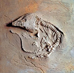 Prehistorie: fossiel van reptiel Labodosaurus hamatus uit Texas in de Verenigde Staten. Carboonperiode, paleozoïcum. Museo civico di storia naturale, Milaan