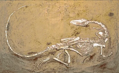 Prehistorie: fossiel van de dinosaurus Coelophysis. Periode van het Boven-Trias. Museo civico di storia naturale, Milaan