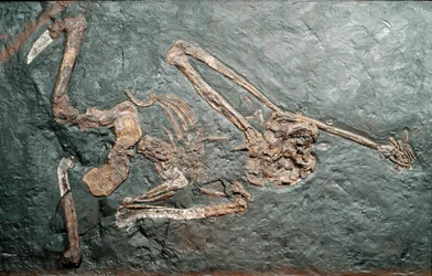 Fossiel van de grote primaat Oreopithecus (Oreopithecus bambolii) van de berg Bamboli (Grosseto). Mioceen tijdperk. Museo civico di storia naturale, Milaan
