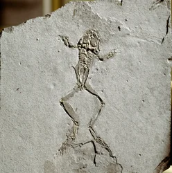 Prehistorie: kikkerfossiel uit de Pueyoi da Tervel-site in Spanje