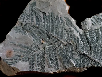 Prehistorie: periode van het hoger carboon. Fossiel van Acitheca Poymorphe van de varenfamilie. Vondst in Gottelborn in Duitsland