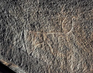Prehistorie, rotstekeningen: een serieuze rots van de voorstelling van vee. Tazina-stijl. Steentijd 5000-2000 v.Chr. Taghit, Hoog plateau van de Hoggar (Ahaggar), Algerije