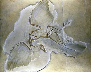 Primitieve vogels werden Archaeopteryx genoemd. Complete fossielen zijn gevonden in Beieren, in de boven-Jura schalies