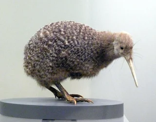 Voorbeeld van een opgezette kiwi (apterygides), niet in staat om te vliegen. Auckland Museum, Nieuw-Zeeland
