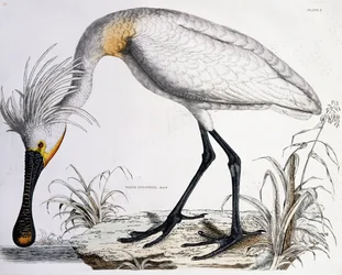 Witte lepelaar, 1834