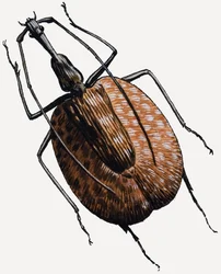 Snuitkever, van de keverfamilie