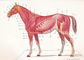 Oppervlakkige spieren, pezen, enz. van een paard, c1907 c1910