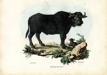 Buffel, 1863-79