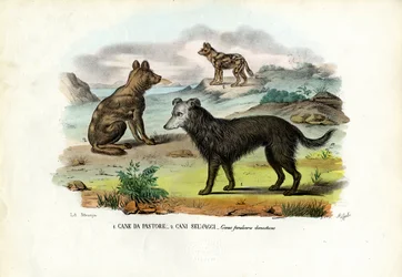 Honden