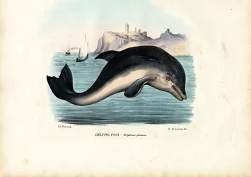 Bruinvis, 1863-79