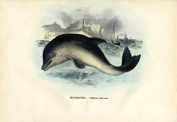 Bruinvis, 1863-79