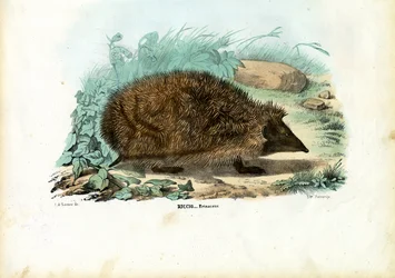 Egel, 1863-79