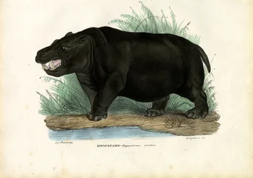 Nijlpaard, 1863-79