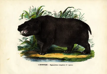Nijlpaard, 1863-79