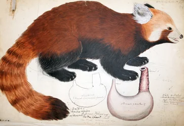 Hodgson Manuscripten Rode Panda, 1831-47