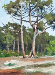 Pijnbomen, Bassin d