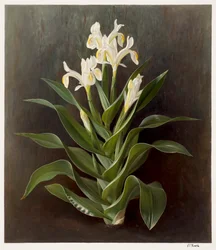 Iris willmottiana alba (olieverf op papier)