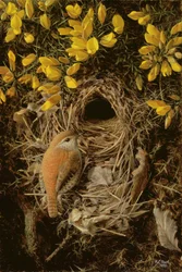 Studie van een Winterkoninkje op zijn nest in een Gorse Bush
