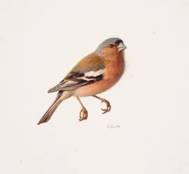 Studie van een vink (olieverf op papier)