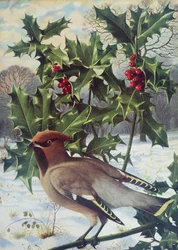 Pestvogel
