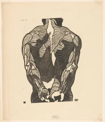 Anatomische studie van de rugspieren van een man