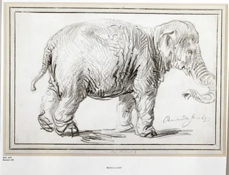 Olifant. Zwart krijt (zwart krijt)
