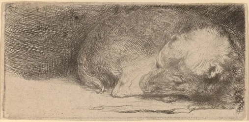 Slapende Puppy