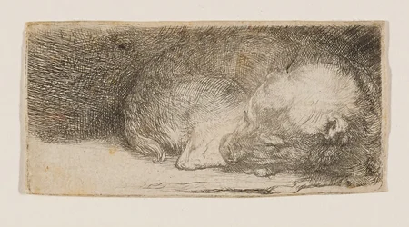 Slapende puppy