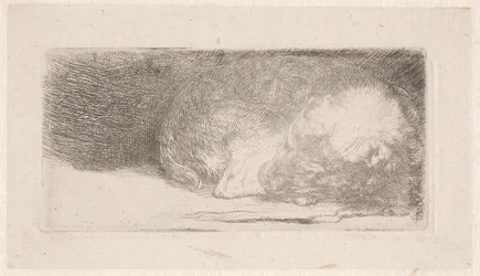 Slapende puppy
