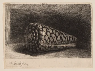 De schelp