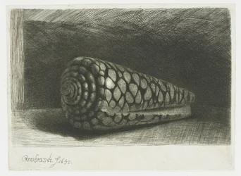 De schelp