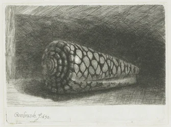 De schelp