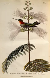 Robijnkeelkolibrie (Archilochus colubris), gravure uit Les trochilidees ou les colibris et les oiseaux-mouches