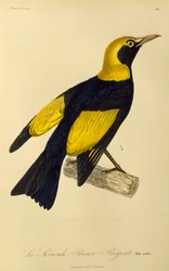 Volwassen mannelijke Regent Prieelvogel (Sericulus chrysocephalus), gravure uit Histoire naturelle des oiseaux de paradis et des epimagues