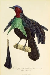Volwassen mannelijke Prachtparadijsvogel, gravure uit Histoire naturelle des oiseaux de paradis et des epimagues