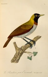 Juveniele mannelijke Kleine Paradijsvogel (Paradisaea minor), gravure uit Histoire naturelle des oiseaux de paradis et des epimagues