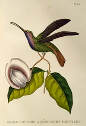 Lazuline Sabrewing (Campylopterus falcatus), gravure uit Les trochilidees ou les colibris et les oiseaux-mouches