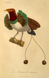 Mannelijke Koningsparadijsvogel (Cicinnurus regius), gravure uit Histoire naturelle des oiseaux de paradis et des epimagues