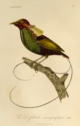 Mannelijke Magnifieke Paradijsvogel (Cicinnurus magnificus), gravure uit Histoire naturelle des oiseaux de paradis et des epimagues