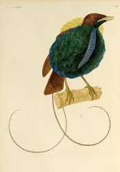Mannelijke Magnifieke Paradijsvogel (Cicinnurus magnificus), gravure uit Histoire naturelle des oiseaux de paradis et des epimagues